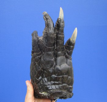 9-1/2 by 4-1/4 inches Large Real Florida Alligator Foot for $49.99  <font color=red> SALE $29.99 EACH</font> 