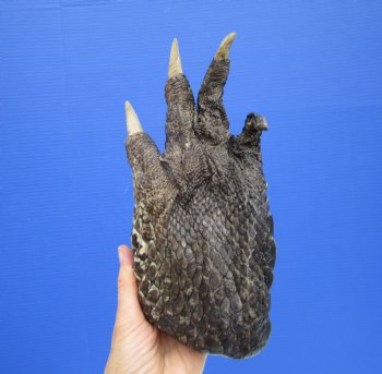 9-1/2 by 4-1/4 inches Large Real Florida Alligator Foot for $49.99  <font color=red> SALE $29.99 EACH</font> 