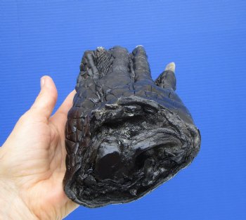 9-1/2 by 4-1/4 inches Large Real Florida Alligator Foot for $49.99  <font color=red> SALE $29.99 EACH</font> 