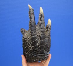 9 by 4-3/4 inches Large Real Florida Alligator Foot for $49.99  <font color=red> SALE $29.99 EACH</font> 