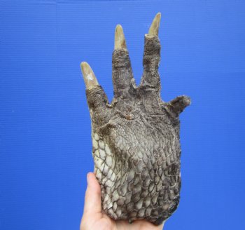 9 by 4-3/4 inches Large Real Florida Alligator Foot for $49.99  <font color=red> SALE $29.99 EACH</font> 