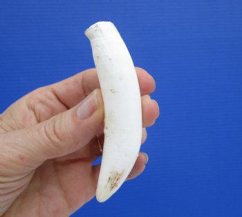 3-3/4 inches Authentic Large Alligator Tooth