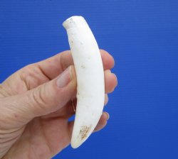 3-3/4 inches Authentic Large Alligator Tooth from a Florida gator - Buy this one for $24.99