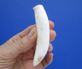 3-3/4 inches Authentic Large Alligator Tooth