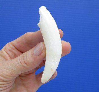 3-1/2 inches Authentic Large Alligator Tooth from a Florida gator - Buy this one for $29.99  <font color=red> SALE $22.99 </font>