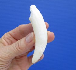 3-1/2 inches Authen...