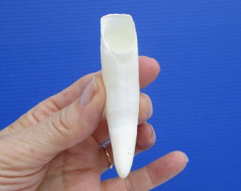 3-1/2 inches Authentic Large Alligator Tooth from a Florida gator - Buy this one for $29.99  <font color=red> SALE $22.99 </font>
