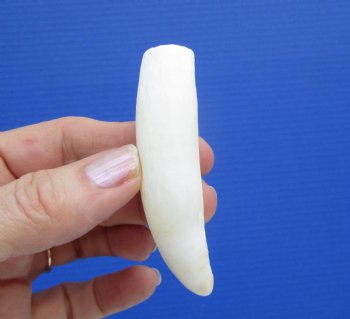 3-1/2 inches Authentic Large Alligator Tooth from a Florida gator - Buy this one for $29.99  <font color=red> SALE $22.99 </font>
