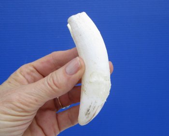 4-1/4 inches Extra Large Real Florida Alligator Tooth for Sale - Buy this on for  $44.99 <font color=red> SALE $36.99</font> 
