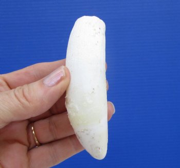 4-1/4 inches Extra Large Real Florida Alligator Tooth for Sale - Buy this on for  $44.99 <font color=red> SALE $36.99</font> 