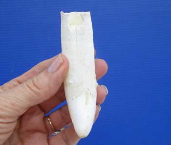 4-1/4 inches Extra Large Real Florida Alligator Tooth for Sale - Buy this on for  $44.99 <font color=red> SALE $36.99</font> 