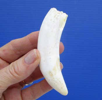 4 inches Extra Large Real Florida Alligator Tooth for Sale - Buy this on for  $39.99 <font color=red> SALE $34.99</font> 