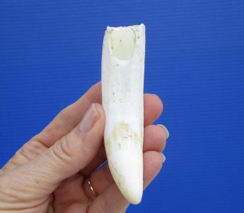 4 inches Extra Large Real Florida Alligator Tooth for Sale - Buy this on for  $39.99 <font color=red> SALE $34.99</font> 