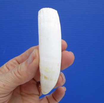4 inches Extra Large Real Florida Alligator Tooth for Sale - Buy this on for  $39.99 <font color=red> SALE $34.99</font> 
