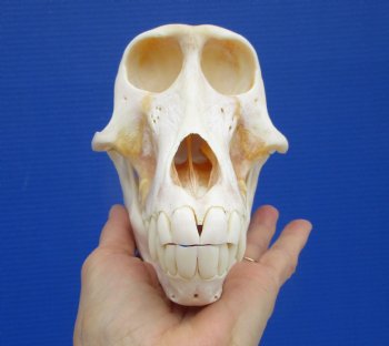 7 by 4 inches Female Chacma Baboon Skull - Buy this one for $154.99 (CITES p000023748)