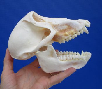 7 by 4 inches Female Chacma Baboon Skull - Buy this one for $154.99 (CITES p000023748)