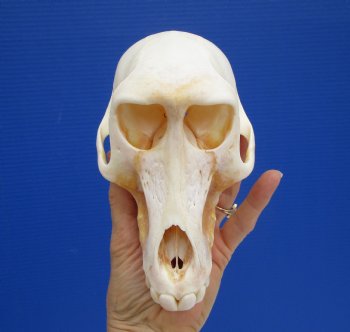 7 by 4 inches Female Chacma Baboon Skull - Buy this one for $154.99 (CITES p000023748)
