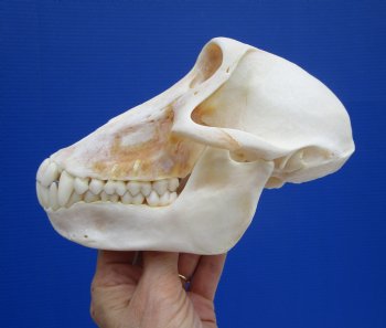 7 by 4 inches Female Chacma Baboon Skull - Buy this one for $154.99 (CITES p000023748)