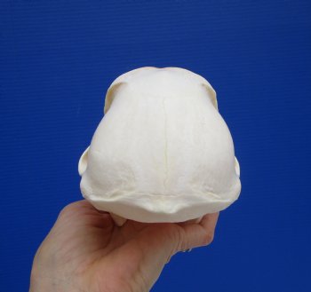 7 by 4 inches Female Chacma Baboon Skull - Buy this one for $154.99 (CITES p000023748)