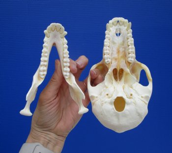 7 by 4 inches Female Chacma Baboon Skull - Buy this one for $154.99 (CITES p000023748)