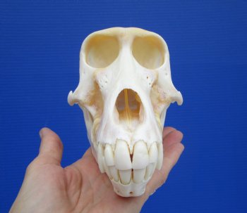 7 by 3-7/8 inches Female Chacma Baboon Skull - Buy this one for $154.99 (CITES p000023748)
