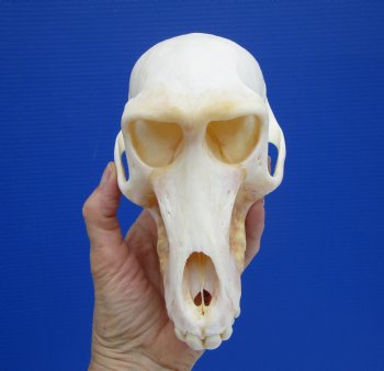 7 by 3-7/8 inches Female Chacma Baboon Skull - Buy this one for $154.99 (CITES p000023748)