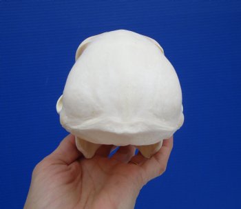 7 by 3-7/8 inches Female Chacma Baboon Skull - Buy this one for $154.99 (CITES p000023748)