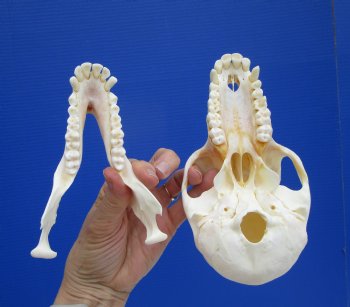 7 by 3-7/8 inches Female Chacma Baboon Skull - Buy this one for $154.99 (CITES p000023748)