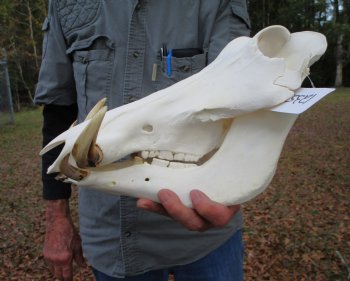 14 inches Large Warthog Skull with 7 inches Ivory Tusks - Buy this one for $144.99