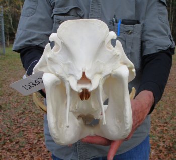 14 inches Large Warthog Skull with 7 inches Ivory Tusks - Buy this one for $144.99