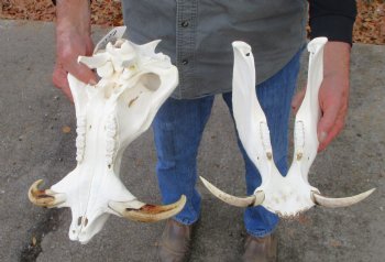 14 inches Large Warthog Skull with 7 inches Ivory Tusks - Buy this one for $144.99