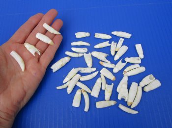 43 Real Alligator Teeth 1 to 1-1/2 inches