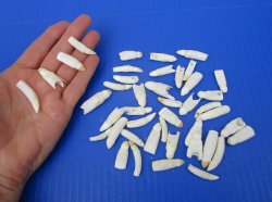 43 Real Alligator T...