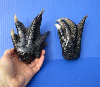 Two Florida Alligator Feet 6 and 5-1/4 inches