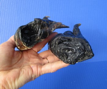 Two Florida Alligator Feet 6 and 5-1/4 inches