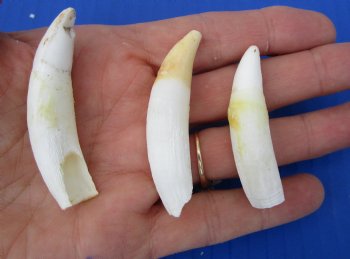 Three Florida Alligator Teeth 2 to 2-1/2 inches