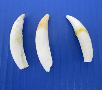 Three Florida Alligator Teeth 2 to 2-1/2 inches