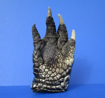 Preserved Florida Alligator Foot 7-1/2 by 4 inches