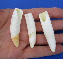 Three Florida Allig...