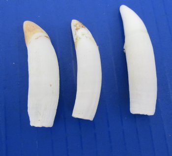 Three Florida Alligator Teeth 2 to 2-1/2 inches