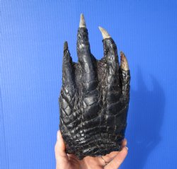 Authentic Large Florida Alligator Foot 9 by 4-3/8 inches