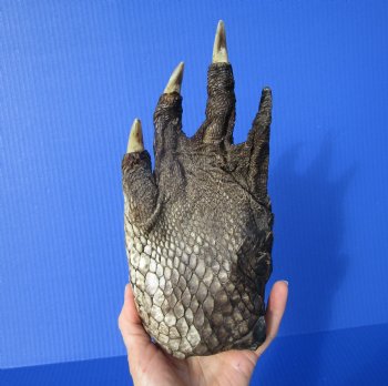Authentic Large Florida Alligator Foot 9 by 4-3/8 inches
