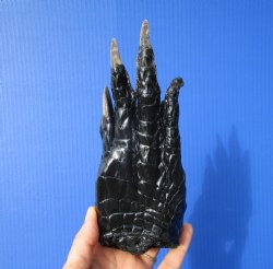 Large Real Florida Alligator Foot 8 by 3 inches