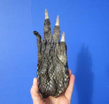 Large Real Florida Alligator Foot 8 by 3 inches