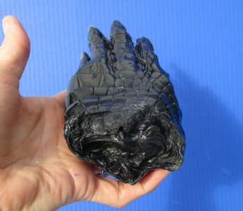 Large Real Florida Alligator Foot 8 by 3 inches