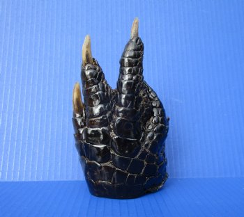 Preserved Florida Alligator Foot 6-1/4 by 3-3/4 inches
