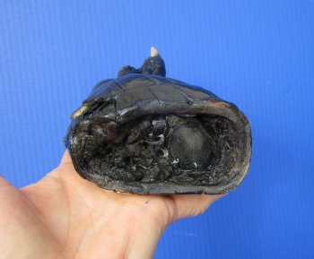 Preserved Florida Alligator Foot 7-1/4 by - 4-1/4 inches