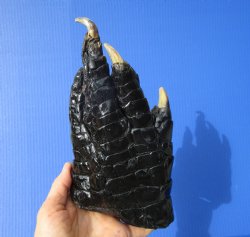 Large Authentic Florida Alligator Foot 8-1/4 by 4-1/4 inches