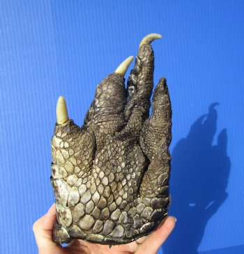 Large Authentic Florida Alligator Foot 8-1/4 by 4-1/4 inches