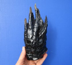 Large Real Florida Alligator Foot 8 by 3-1/2 inches